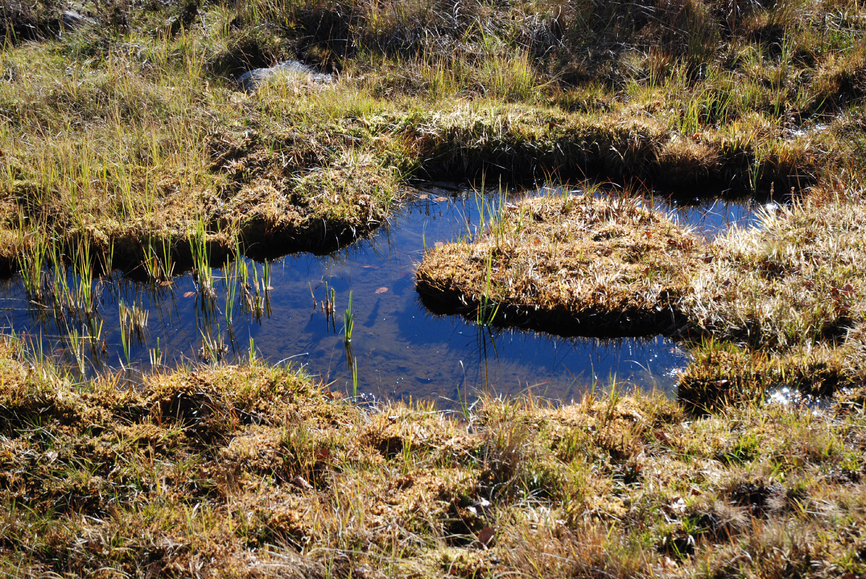 Zones humides Clot de la Girbo à Alos en Ariège