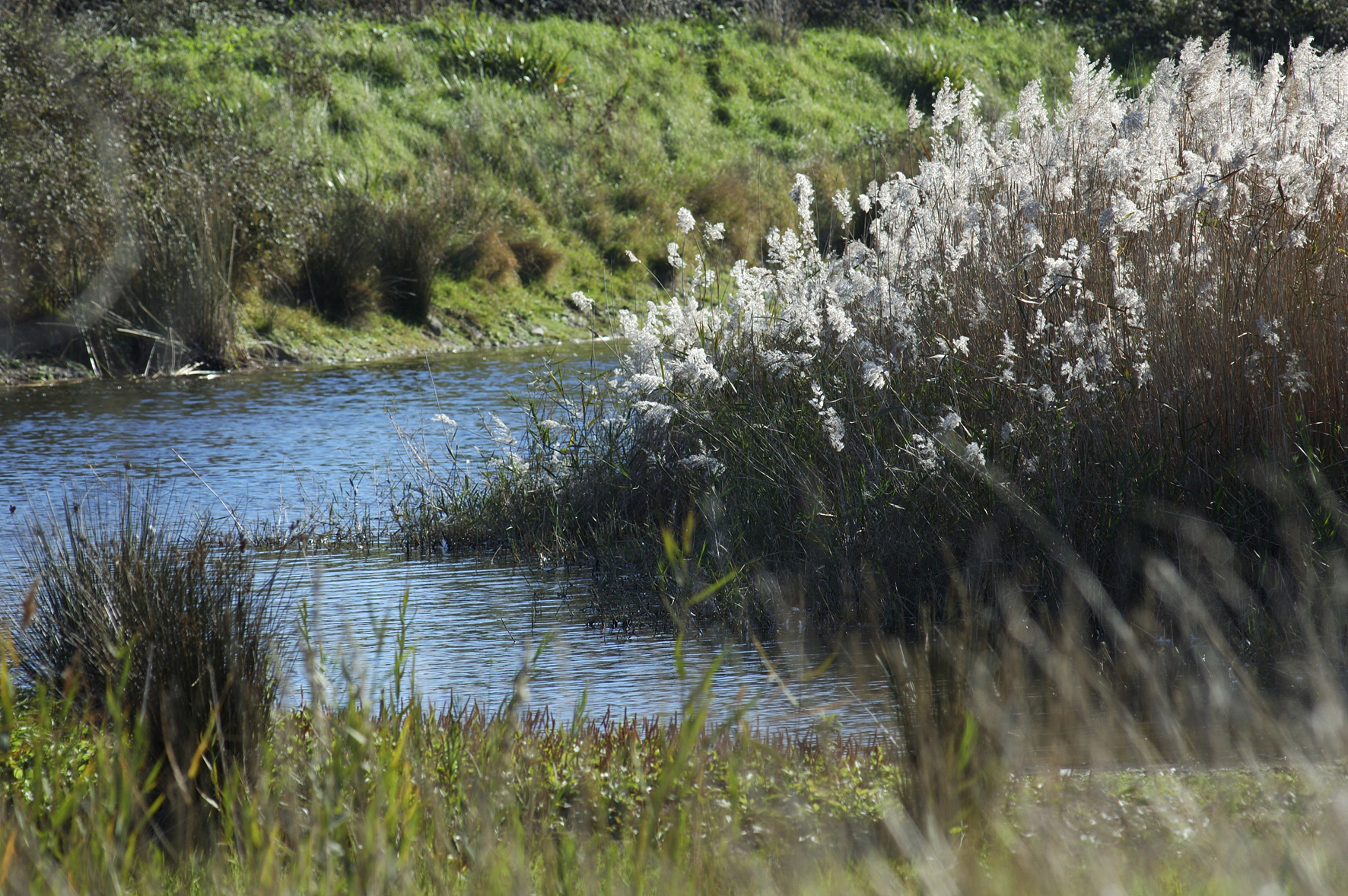 zone humide en Charente