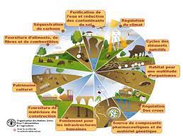 Schéma présentant les fonctions du sol dans le cycle de l'eau 