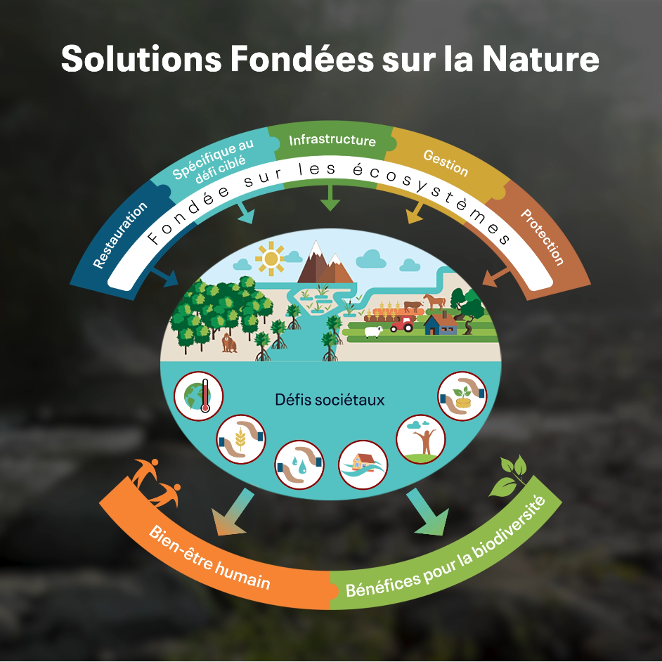 Afficher la vidéo Les SfN : qu'est-ce que c'est ?